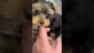 Откусила палец   #yorkie #суперсобака #yorkshire #tefi
