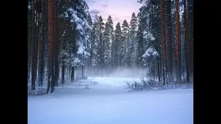 Snow Scenes
