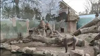 Driles. Zoo Córdoba 2020