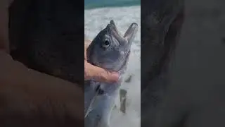 Bluefish release! Maxed out at Melbourne beach, tight lines!