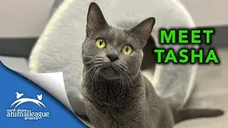 A New Beginning for Tasha | North Shore Animal League America