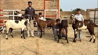 +91-9672578092 बड़े फ़्रेम की बीटल बकरियां AD Goat Farm Kikarwali #goatfarm