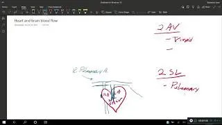 Heart Blood flow and the Circle of Willis simplified drawings