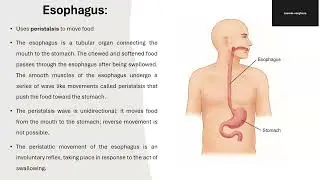 DIGESTIVE SYSTEM -DIGESTION PROCESS STEP BY STEP AND ASSOCIATED ORGANS TO SUPPORT DIGESTION