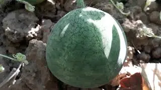 30 MAŞAALLAH GÜZEL KARPUZ.