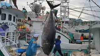 Giant Bluefin Tuna Cutting With the Sharpest Knife on Earth | Ultimate Sushi Master