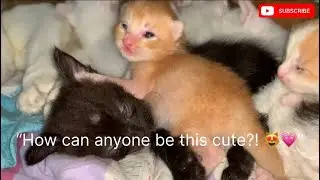 “2 Moms Feeding 13 Babies 😻❤️ | Heart-Touching Mother Love”