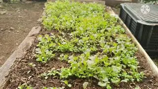 Home based vegetable production| Lettuce