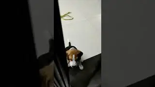 Beagle Puppy crying when locked inside the room &bull; Milo The Beagle #beagle #shorts #beaglepuppies