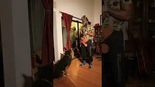 Positive Only Dog Training ~