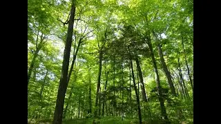 Trees Save the world