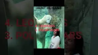 4 Animals That HUNT Humans..