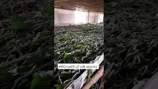 growth of silk worms #pahle #farming