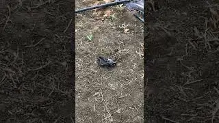 Serpente nell&rsquo;orto - Biacco