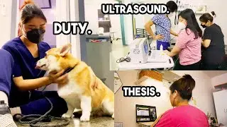 WEEK IN MY LIFE: Vet Duty, Thesis Writing, Dog Ultrasound | Arah Virtucio