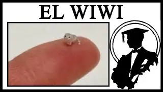 Who Is The Tiny Cat El Wiwi?