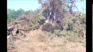 Ninebark borerr at Highland Hill Farm