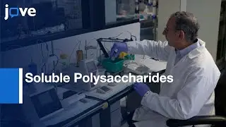 Soluble Polysaccharides Activation and Conjugation by CDAP | Protocol Preview