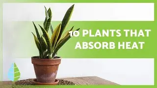 10 PLANTS that ABSORB HEAT 🌵🌸☀️ to refresh your home!