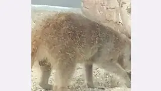MEERKAT #ASMR#,ANIMAL #,facts about meerkats they are  immune to venom