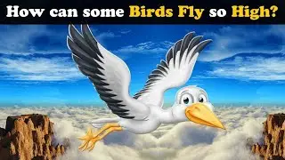 How can some Birds Fly so High? AumSum Science