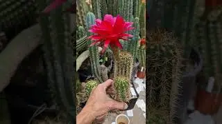 Antique Crown Hybrid #cactus #flowers #nature #gardening #cactusjerk