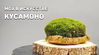 Ох, мох для созерцания / мох в искусстве кусамоно @Studio.Bonsai