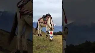 Gorson Bugyal Trek 2025 | Gorson Bugyal Trek in October | Auli to Gorson Bugyal | #shorts
