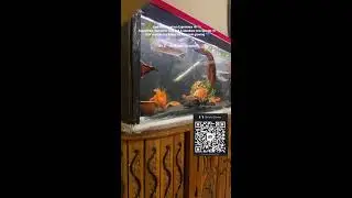 #arowana #aquarium #fish #viral #fishshorts #livefeeds #og #shortslive #verticallive #shortsfeed