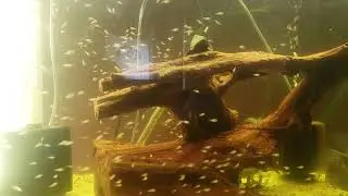 HOW TO GROW OUT GEOPHAGUS!!