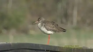 R&Ouml;DBENA  Common Redshank  (Tringa totanus)  Klipp - 2018