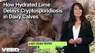 Hydrated Lime: A Simple Yet Promising Ally Against Cryptosporidiosis in Dairy Calves