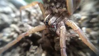 Wolf Spider explosion of Babies on Mother Arachnid's back!!