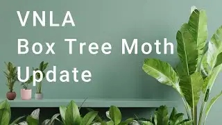 VNLA Box Tree Moth Webinar - August Update