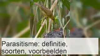 Parasitisme - DEFINITIE, TYPEN EN MEER DAN 10 VOORBEELDEN