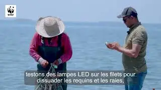 Protecting sharks and rays in Tunisia (FR Short C 31 Oct 2025)