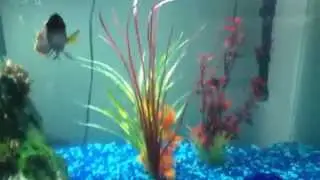 Feeding green terror worm