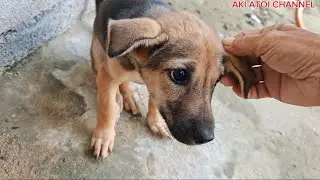 Anak Anjing saya masih takutkan binatang //saya tetap perlukan Anjing //