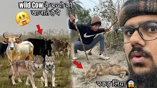 KH0KHAR JAnwar Pakada 😱Wild Cow के बच्चो का DUSMAN है मारदेता है 😩