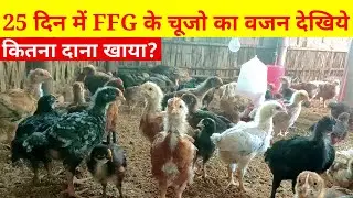 25 दिन में Kuroiler FFG चूजो का वजन देखिये(Kuroiler FFG farming@Tips Assam)