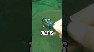 Посмотрите, что я нашел под водой!