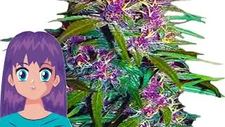 Purple Kush &ndash; Crop King Seeds