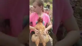 Raising Chickens! #shorts #chicken #animals
