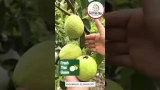 #tajfruithub #karimnagar #karimnagarnews #karimnagartodaynews  #trend #trending #fruit