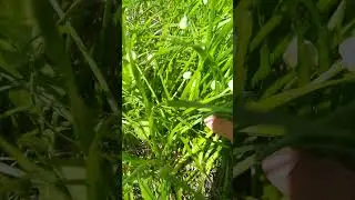 wild onion plant #food #nature #plants #garden #onion