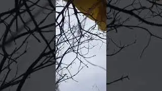 DJI mini drone hits a tree