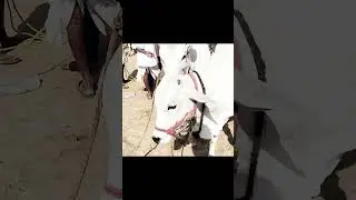 Milk Teeth Bulls Ieeja Santha Videos