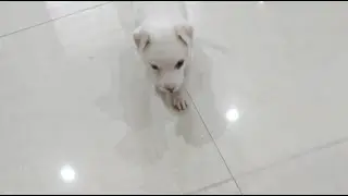 cute baby puppy funny video viral dog's video German shepherd dog training video German shepherd