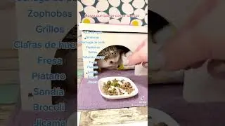 Cosas que puede comer tu erizo | Erizoo M&eacute;xico