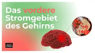 Neuroanatomie: Blutversorgung des Gehirns - vorderes Stromgebiet (Clip 2 von 3)